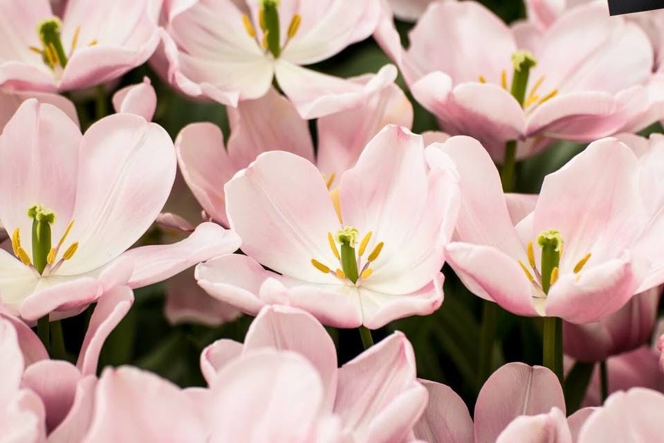 ピンクの春の花