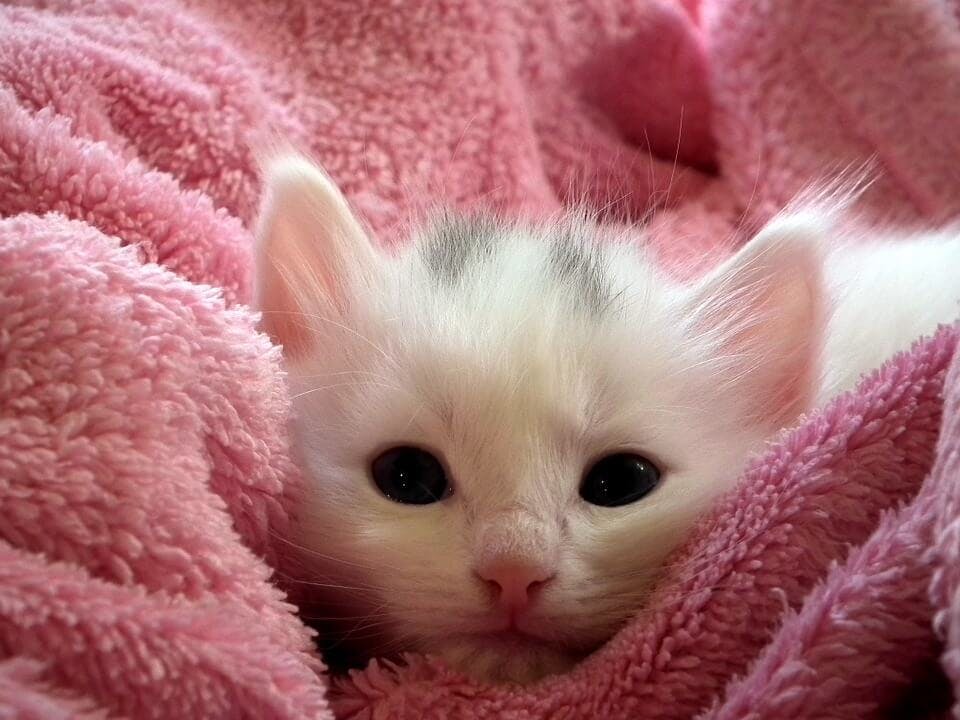 ピンク毛布の猫