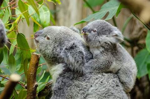 Medium koala