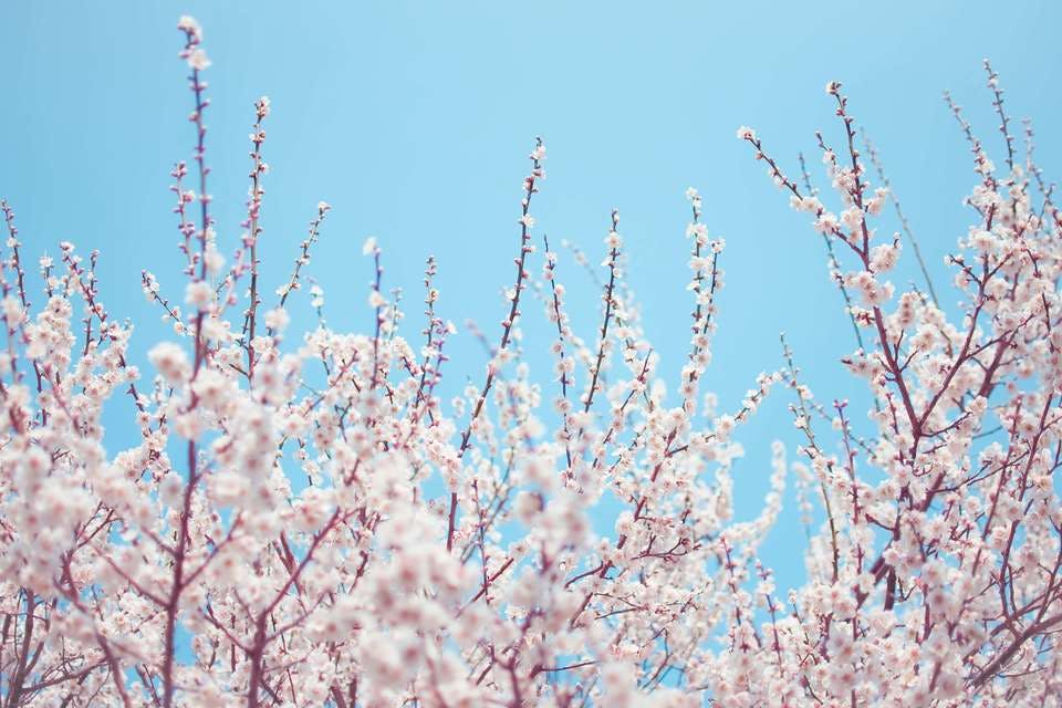 桜も犬山のデートスポット