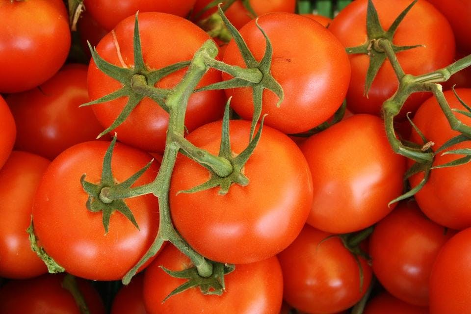 Large tomato