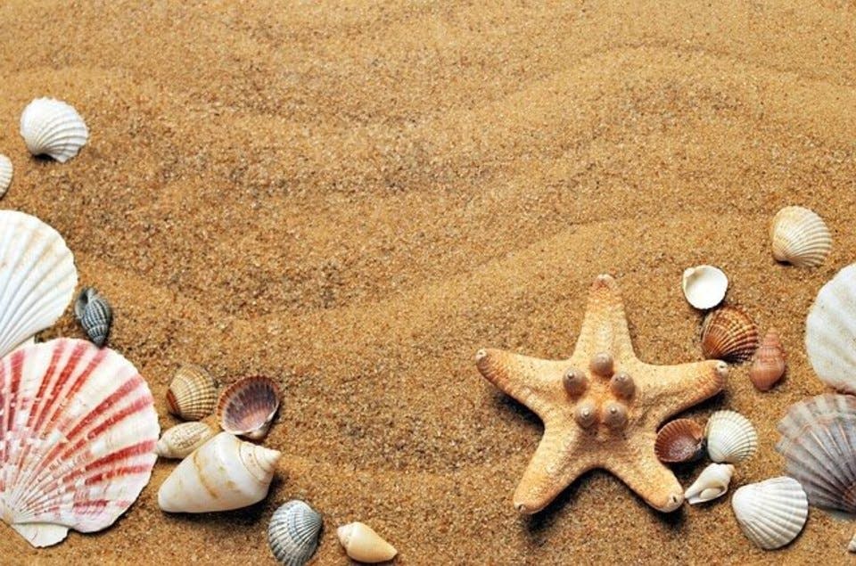ビーチの貝殻