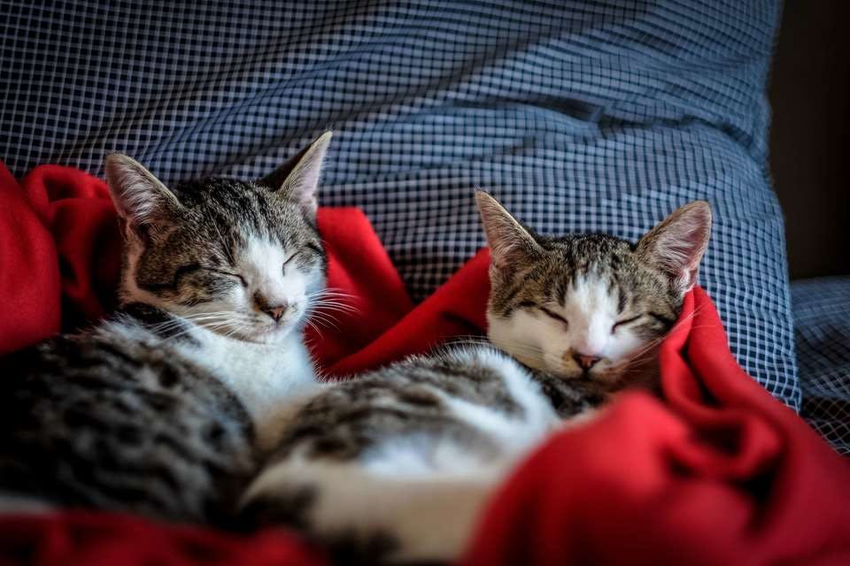 ネコのカップルの寝方
