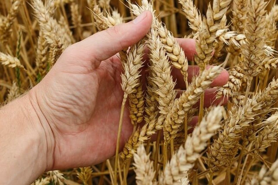成城石井のパンに使われるこだわりの小麦