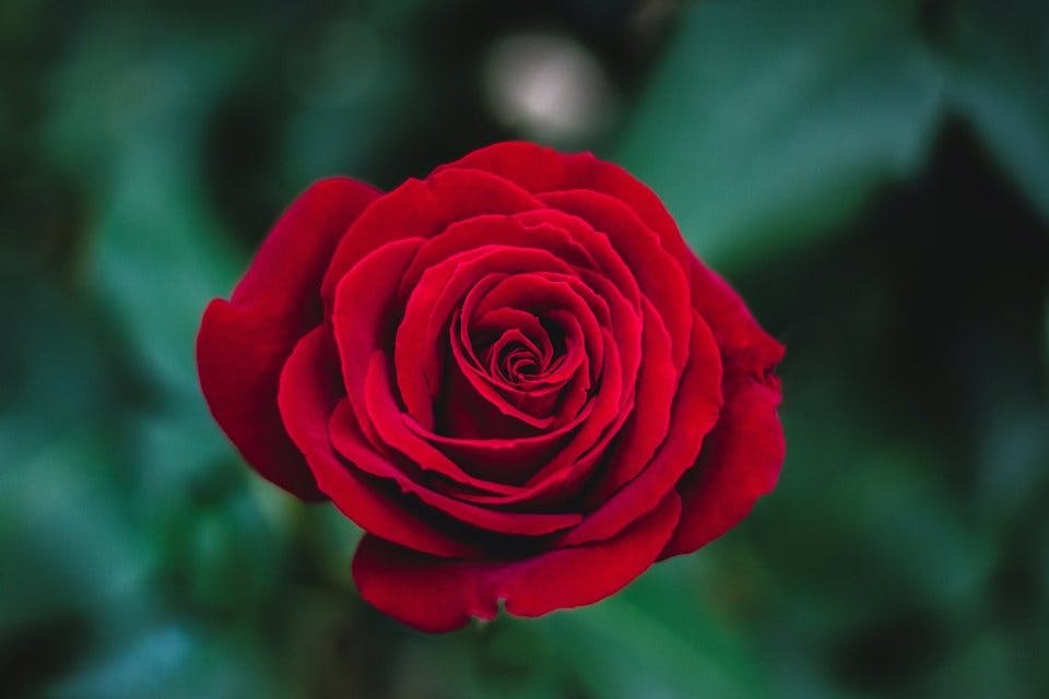 赤いバラの造花