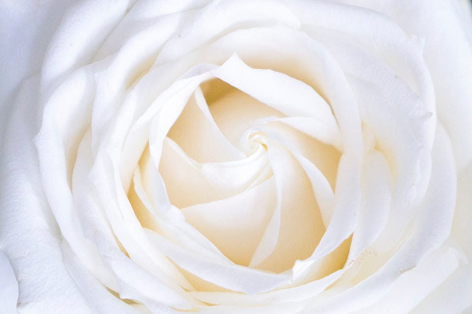 白い花になれる様なディオールの美白美容液