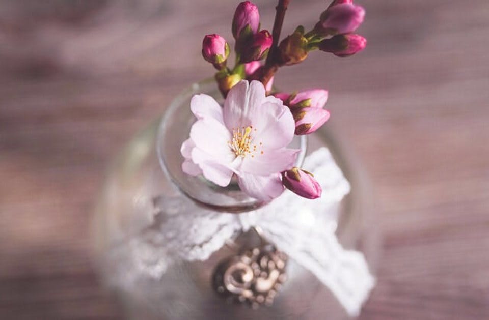 ジルスチュアートリップブロッサム桜のイメージ