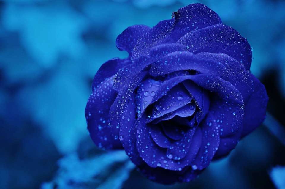 プラトニック不倫のシンボルの青い薔薇