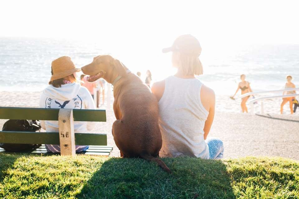 海岸沿いにたたずむ犬と女性