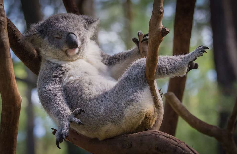 木の上でのんびりするコアラのようなダメ女