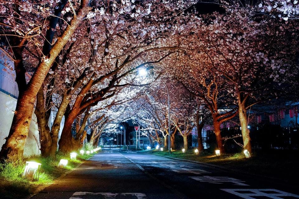 Large cherry blossom dark night 96810