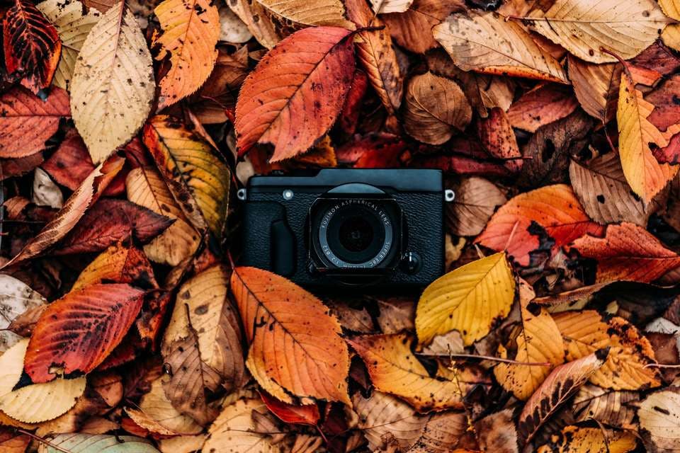 落ち葉とカメラ