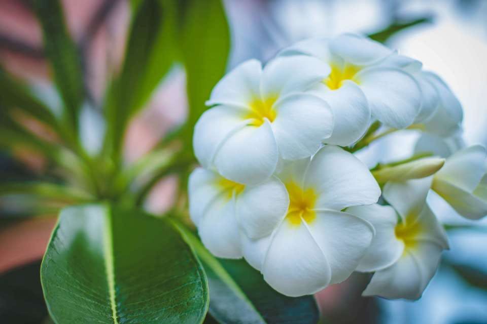ハワイのお花　プルメリア