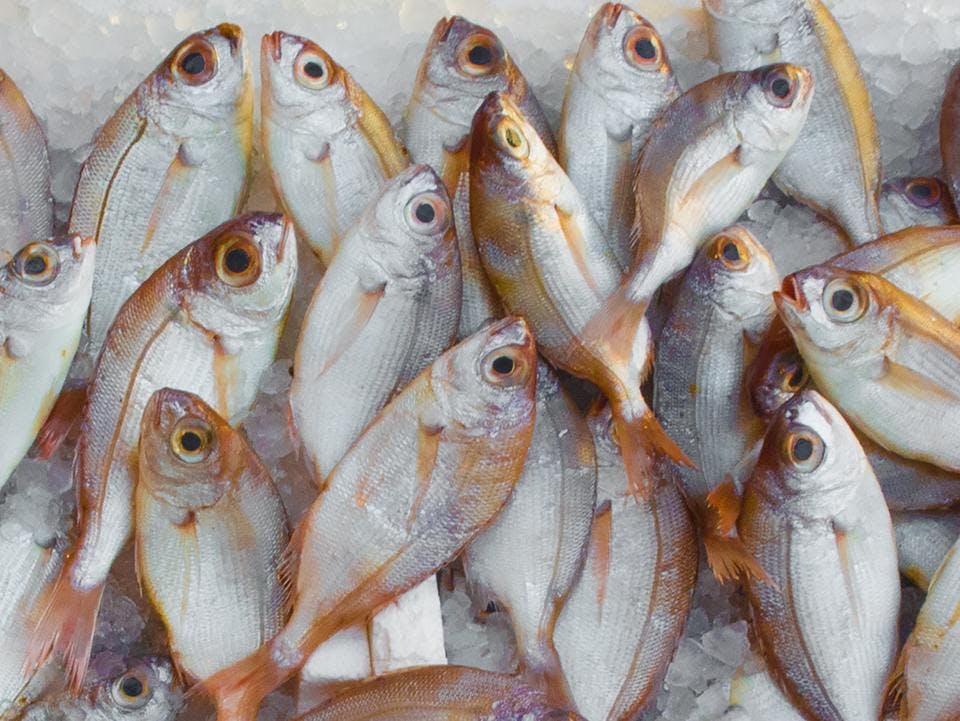 Large catch fish fish market 229789