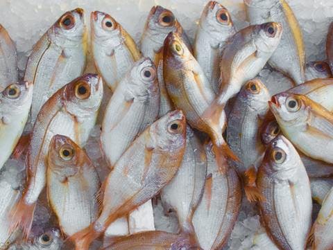 Medium catch fish fish market 229789
