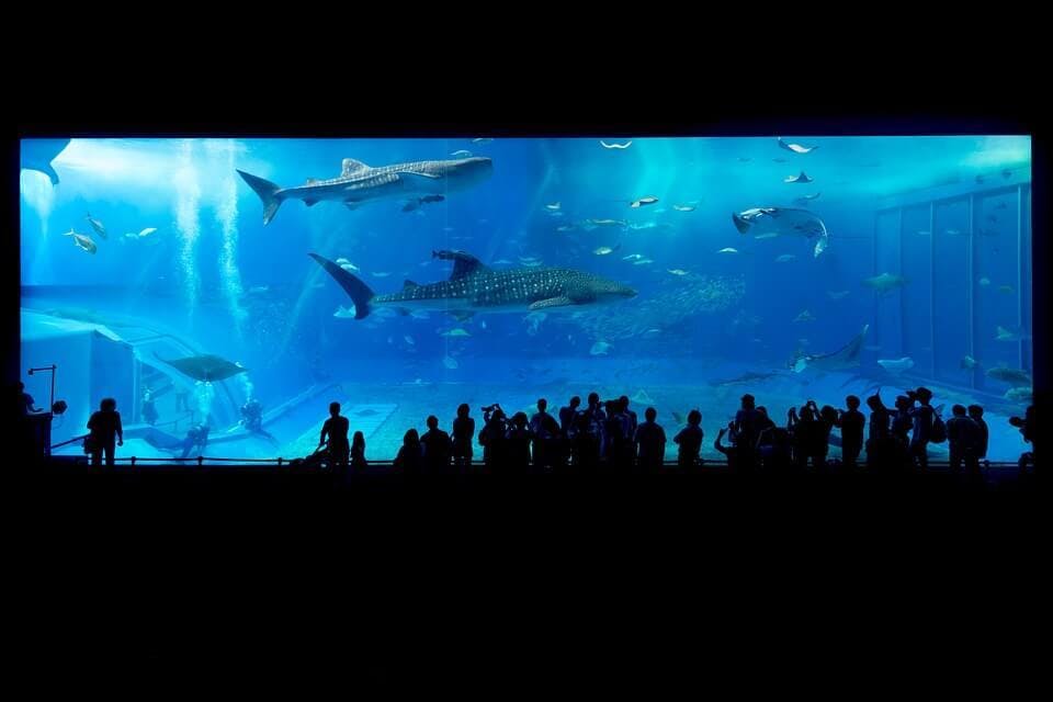 Large aquarium 725798 960 720