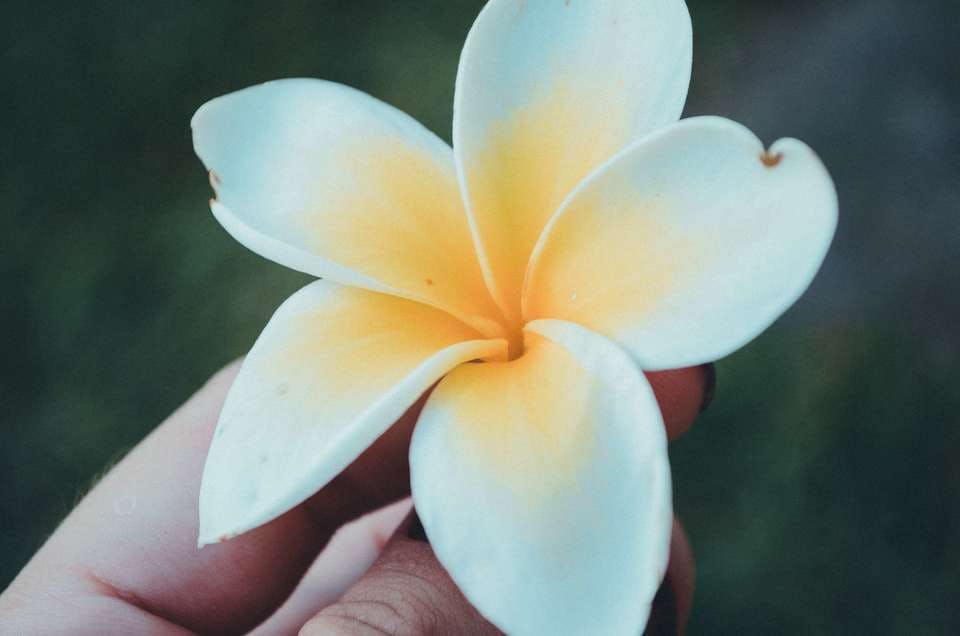ハワイ　花　プルメリア