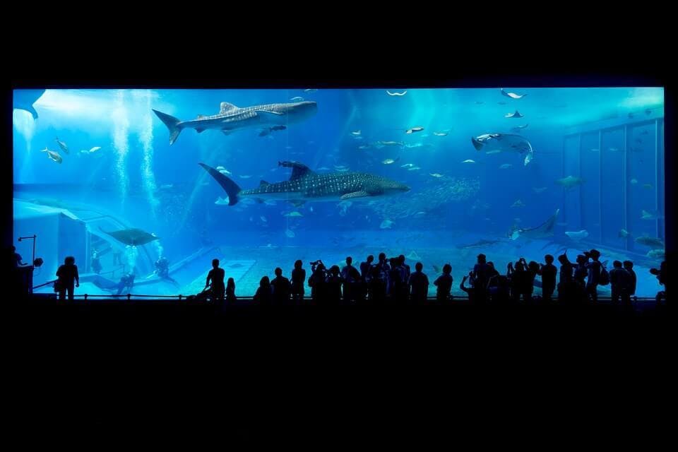 Large aquarium 725798 960 720  1 
