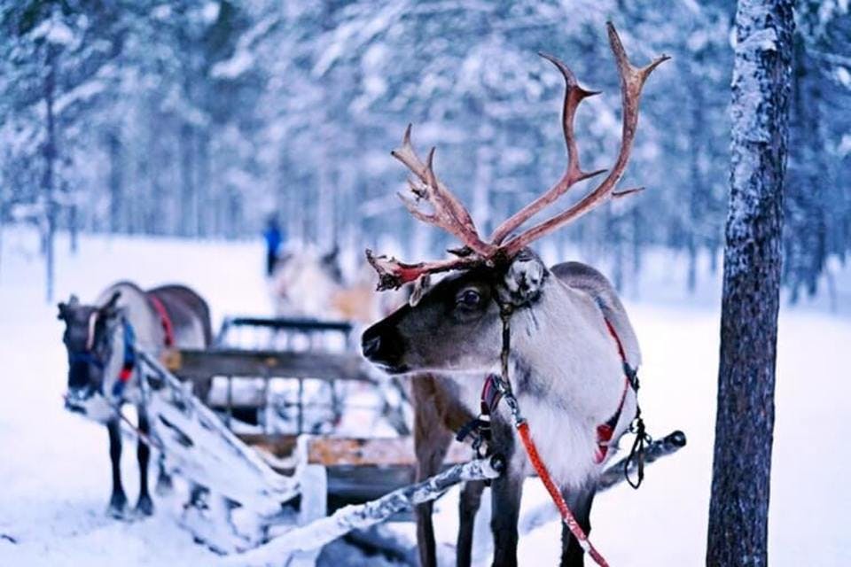 Large reindeer