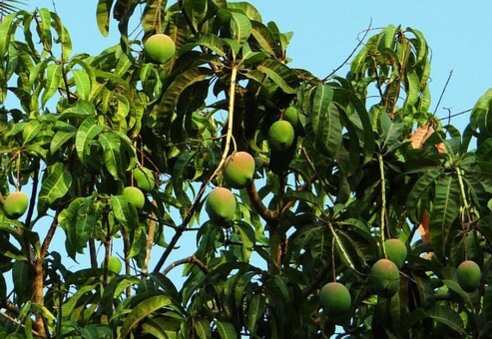 収穫前のマンゴー