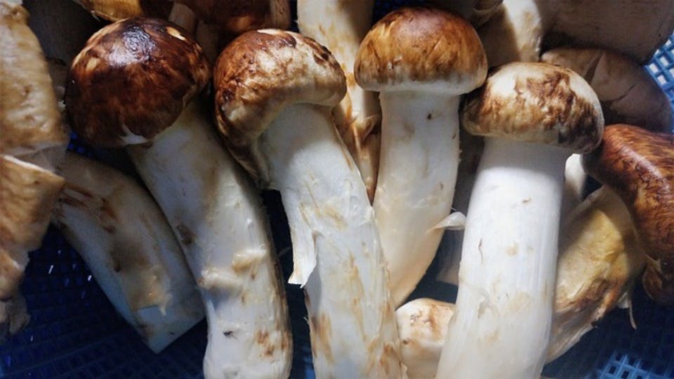 Large matsutake mushrooms 3697359 640