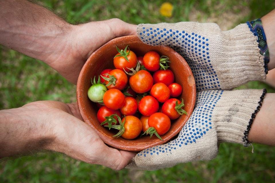 家庭菜園のなかでも簡単なトマト