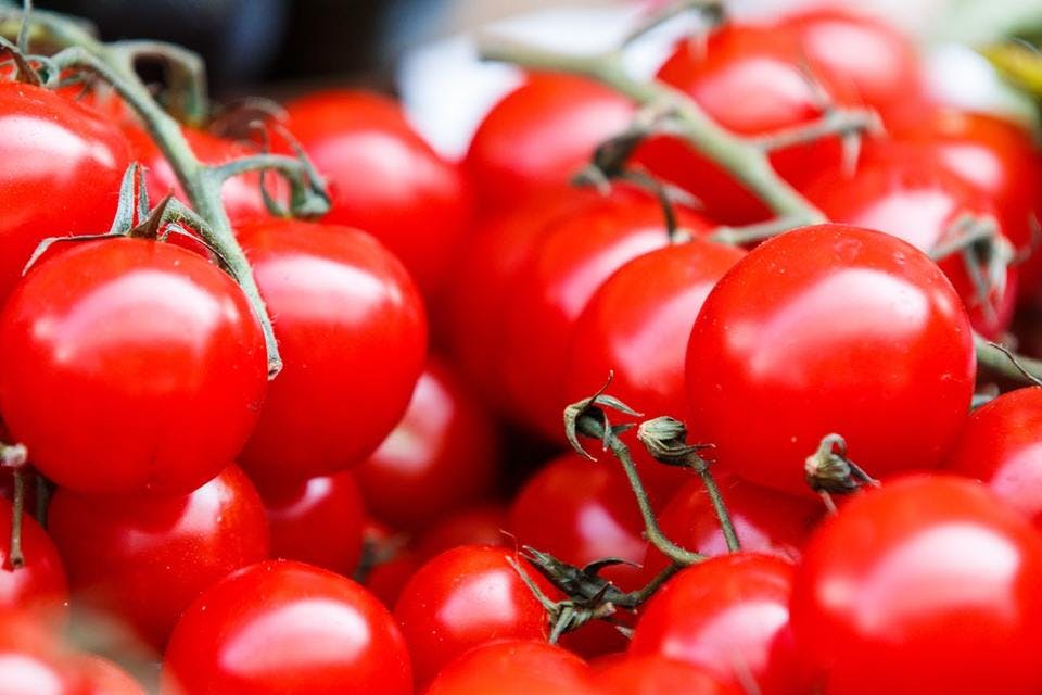 家庭菜園の代表格簡単なトマト