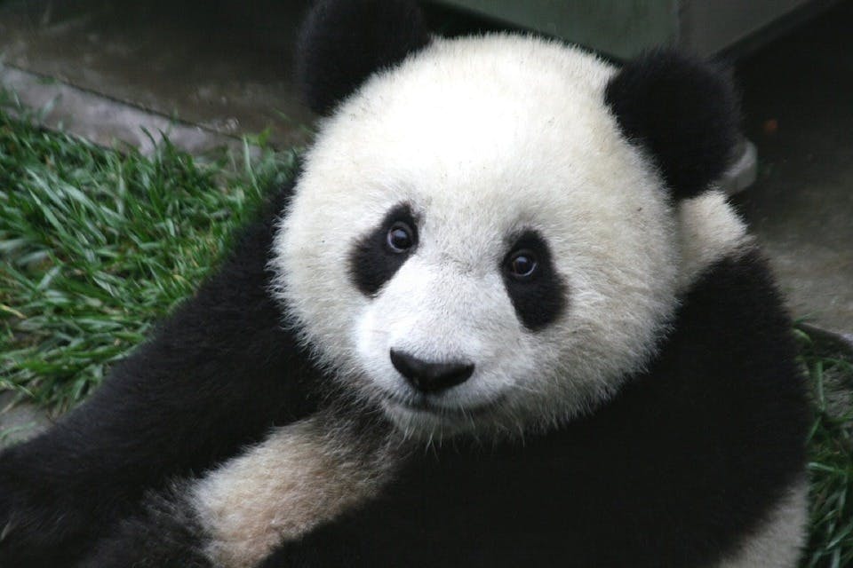 Large panda 649938 1280