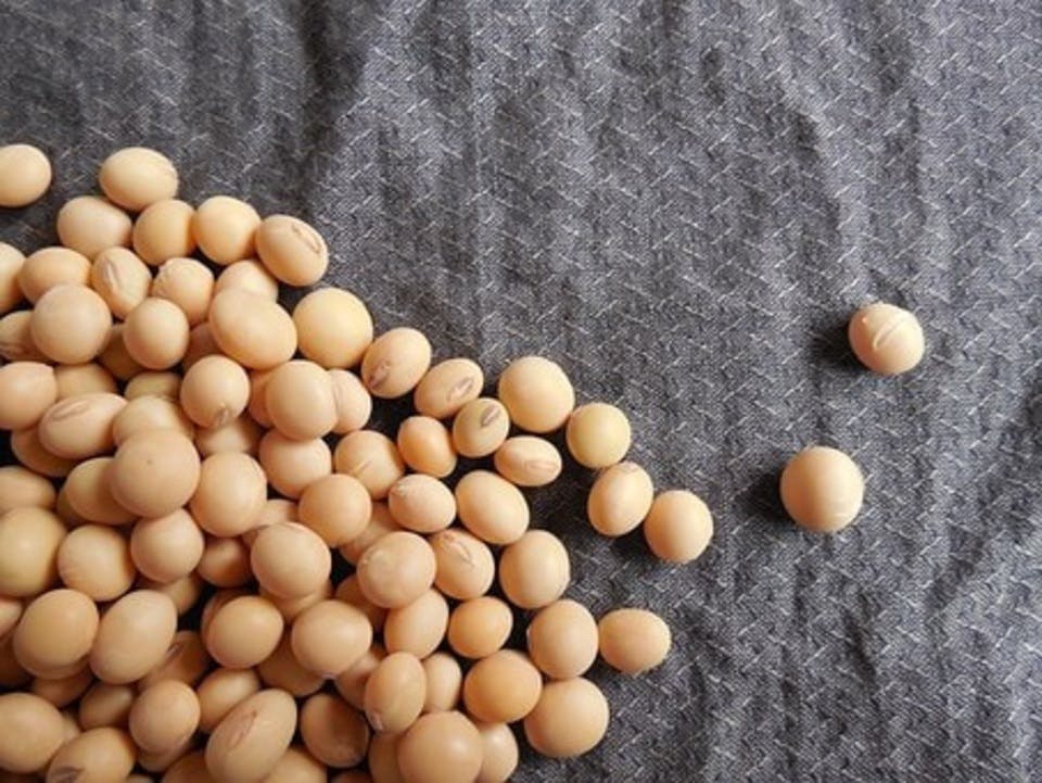 Large soybeans 182295  340